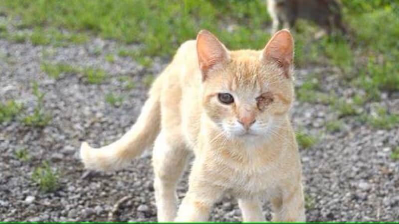 Best Werkende Kattenverjager