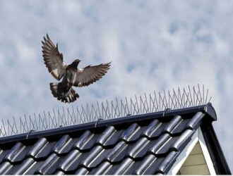 De beste vogelpin