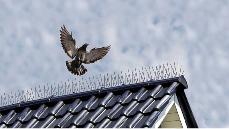 De beste vogelpin